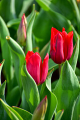 Close-up of red tulips in the sea of tulips in daytime. red tulips in the garden with sunlight. Flower and plant. For background, nature and flower background.