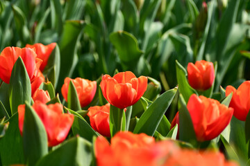 Close-up of orange tulips in the sea of tulips in daytime. Flower and plant. For background, nature and flower background.