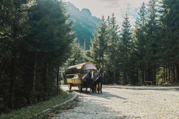 Horse with carriage in the historic center of Zakopane mountain village on a way to morskie oko against tall trees and tatry mountains - obrazy, fototapety, plakaty