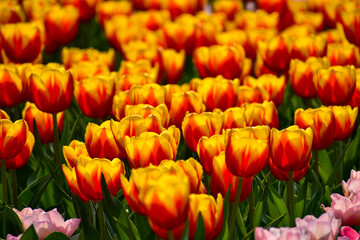 Close-up of red-and-yellow tulips in the sea of tulips in daytime. Flower and plant. For background, nature and flower background.