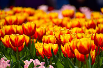 Fototapeta premium Close-up of red-and-yellow tulips in the sea of tulips in daytime. Flower and plant. For background, nature and flower background.