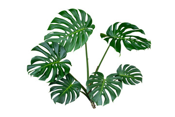 monstera leaves plant isolated