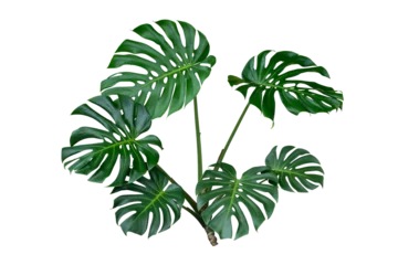 Poster Monstera monstera leaves plant isolated