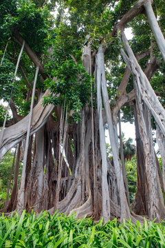 Old and robust Ficus macrophylla, a Moreton Bay fig or ficus tree with heavy and long aerial roots, buttress ground roots and lush green foliage, in Puerto de la Cruz, Tenerife, Canary Islands, Spain