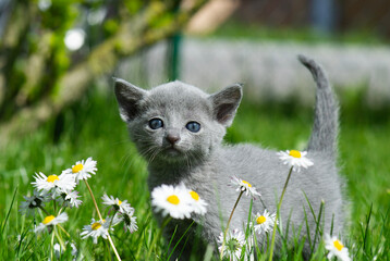 Porträt eines süßen Russisch Blau Kätzchen auf der blühenden Wiese