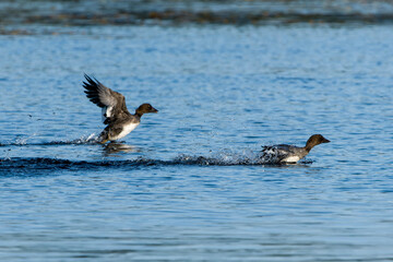 Juvenile Schellenten (Bucephala clangula) beim spielen	