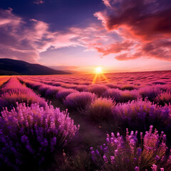 A field of lavender in full bloom.