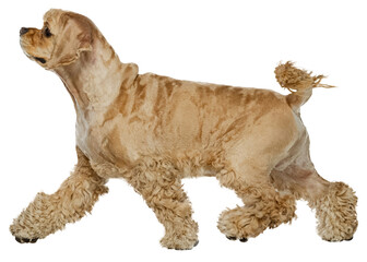 Smart dog, purebred cocker spaniel in motion, walking isolated on transparent background. Concept of domestic animals, pet friend, care, vet, health