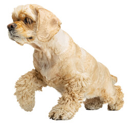 Playful curious dog, purebred cocker spaniel in motion, walking isolated on transparent background. Concept of domestic animals, pet friend, care, vet, health