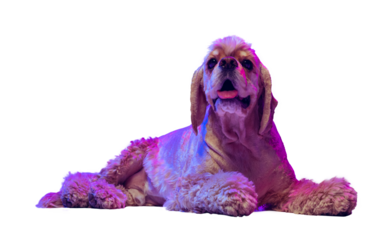 Calm, adorable dog, purebred cocker spaniel attentively looking, lying isolated on transparent background in neon light. Concept of domestic animals, pet friend, care, vet, health