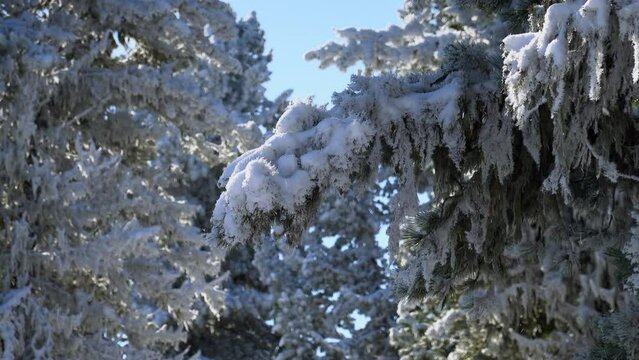 Lockdown shot of dense forest with coniferous trees covered with white snow on calm winter day during snowfall