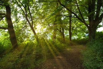 Naklejka premium Sonnnenstarhlen in sommerlich grünem Wald