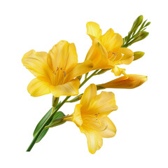 Obraz premium Yellow freesia flowers with leaf isolated transparent, Generative AI