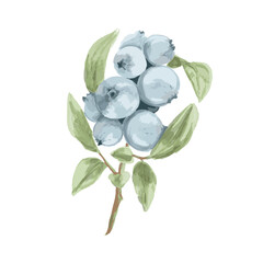 Blueberry, hand drawn watercolor illustration. Vector trace. Branch with leaves