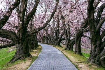 Row Cherry Blossom Tree Springtime Kyoto Japan