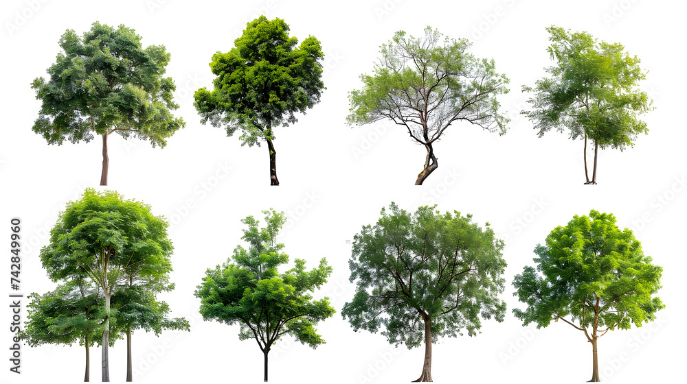 Wall mural Collection of  Trees Isolated on white background