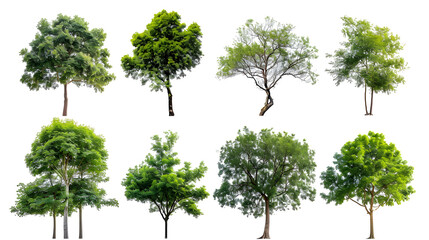 Collection of  Trees Isolated on white background