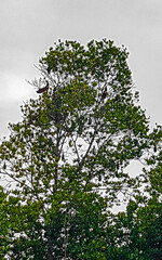 Tropical treetop with birds Bentota Beach Sri Lanka.