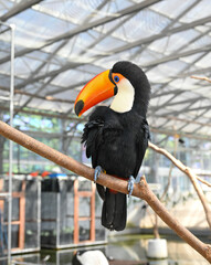 オニオオハシ © 小川 静菜