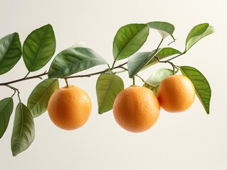 Fresh orange fruit hanging on a tree branch with green leaves isolated on a white background in a minimalist style. 