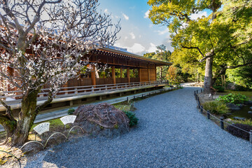 春のうららかな日差し、梅の花開花、京都の城南宮にて、2月12日、日本 - obrazy, fototapety, plakaty