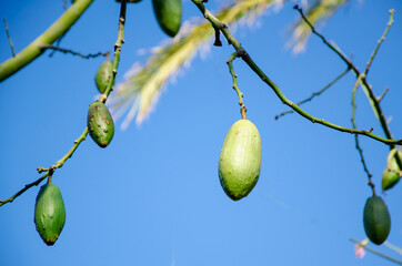 fruits of exotic tree Ceiba speciosa. Branches of silk tree without leaves with pear-shaped fruits