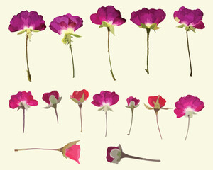 Dried Pressed Flower Vector Illustration