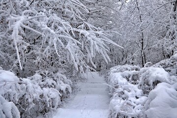 겨울, 눈, 나무, cold, 나무, 경관, 네이처, 길거리, 나무, 백, 서리, 아이스, 공원, 계절, 냉동, 눈이, sky, blue, 장면, 아웃도어, 성탄, 경로, 나무, 가지, 날씨