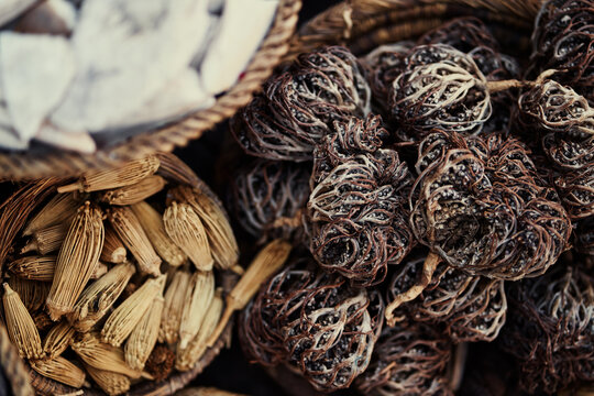 Labisia pumila or the root of Kacip Fatimah