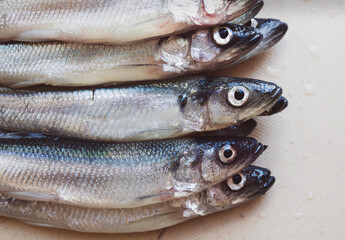 Fresh smelt on a plastic board. Baltic sprat. Holiday smelt .Fish Day