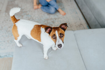 Curious Jack Russell Terrier dog looking at the camera busking in light. Adorable doggy with folded...
