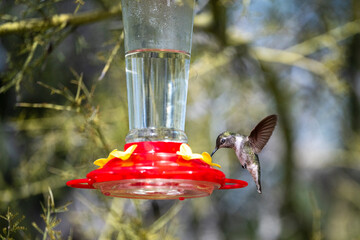 Obraz premium Beautiful humingbirds around a feeder in Arizona
