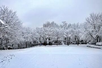 겨울, 눈, 나무, cold, 경관, 나무, 서리, 네이처, 백, sky, 나무, blue, 아이스, 계절, 냉동, 공원, 장면, 길거리, 눈이, 경로, 날씨, 들판, 아웃도어, 일, 성탄