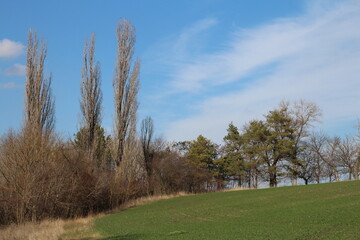 A grassy field with trees and blue sky