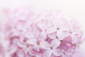 soft, pastel hues of pink lilac flowers in full bloom, creating a serene and dreamlike quality that epitomizes the gentle warmth of a spring afternoon.