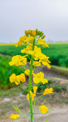 Obraz premium yellow flowers 