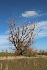 A tree in a field