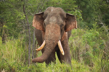 Collection of photos of wild elephants and wildebeests