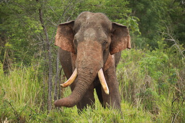 Fototapeta premium Collection of photos of wild elephants and wildebeests