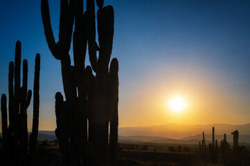 Dark silhouettes of cactus with an orange and blue sunrise in the Tatacoa Desert in Colombia - 742871721