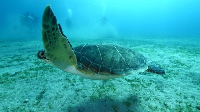 sea turtle underwater swim slow  with sun beams and rays ocean scenery blue water Chelonia mydas