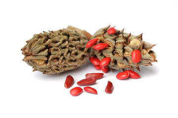 Magnolia tree cone fruit with ripe red seeds on white background © artmim