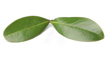 Green leaves of Magnolia tree on white background