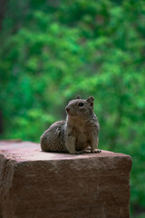 squirrel in zion national park