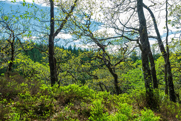 Obraz premium nature sceneries along the road from Tyndrum to the village of Loch Awe in Argyll and Bute, Scotland