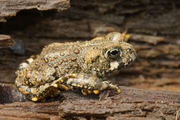 Closeup Brassy Colored Juvenile Western Toad Anaxyrus Boreas Sitting Wood