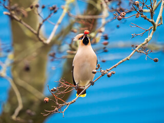 A Waxwing Feeding on Berries