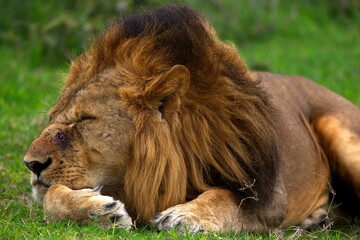 Macro Shot Lion With Thick Mane Sleeping Grass Tanzania