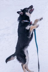  shepherd dog puppy full body photo on leash on white snow forest background