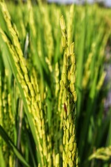 Rice plant seeds with blur background 
